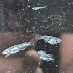 改良メダカ　墨武×黒衣　F2　稚魚　10匹+α