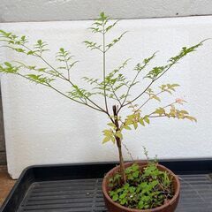南天の木　庭木　鉢木　①