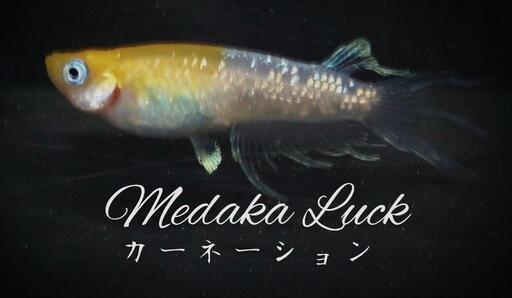 大人気　カーネーションめだか稚魚　10匹3500円〜