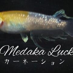 大人気　カーネーションめだか稚魚　10匹3500円〜