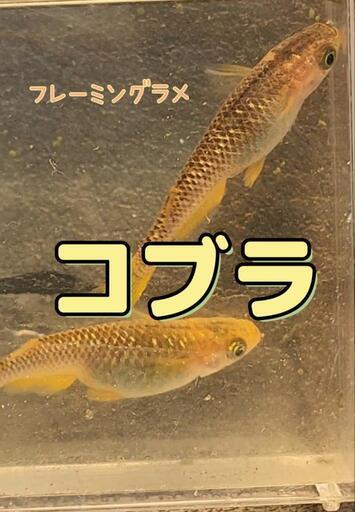 決まりました！フレーミングラメ！コブラメダカ　稚魚5匹セット。
