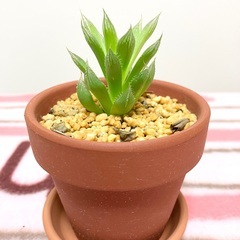 【夢物語工房】ハオルチア・青雲の舞〜小さな観葉植物インテリア