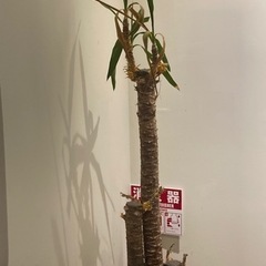 草