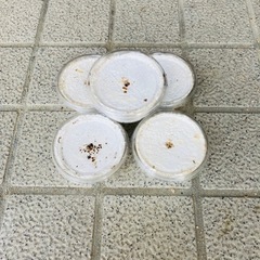 配送用【能勢YGオオクワガタ幼虫5頭セット】 オオクワガタ 初2令幼虫