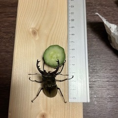ミヤマクワガタ4匹の画像