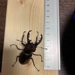 ミヤマクワガタ4匹の画像