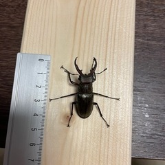 ミヤマクワガタ4匹の画像