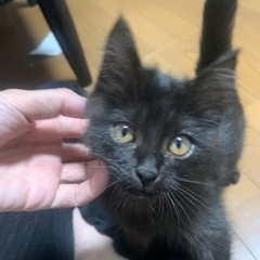 【トライアル決定】ボンネットの中に入っていました。