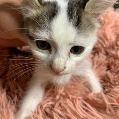 🌸🐈トビ白の赤ちゃん🐈🌸