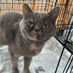 エキゾチックショートヘアーの女の子