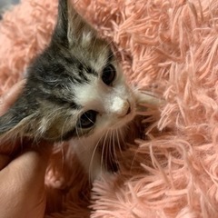 ⚽️🐈‍⬛トビしろ　キジ多め🐈‍⬛⚽️