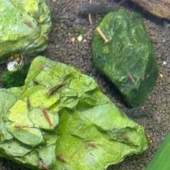 ミナミヌマエビ、レッドチェリー　色落ち色抜け　50匹程の画像