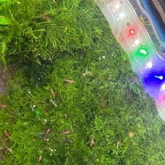 ミナミヌマエビ、レッドチェリー　色落ち色抜け　50匹程の画像