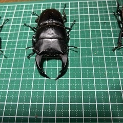 ホペイ　オオクワガタ　1ペア￥1000より　　　の画像