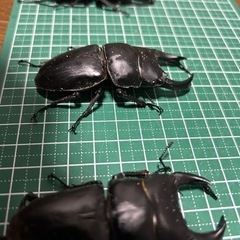 ホペイ　オオクワガタ　1ペア￥1000より　　　の画像