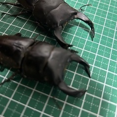 ホペイ　オオクワガタ　1ペア￥1000より　　　の画像