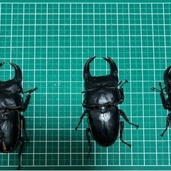 ホペイ　オオクワガタ　1ペア￥1000より　　　の画像