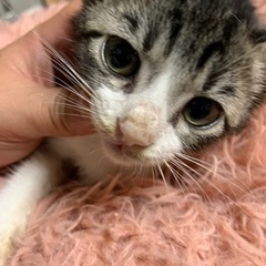 ⚽️🐈‍⬛キジ白赤ちゃん🐈‍⬛⚽️譲渡決定