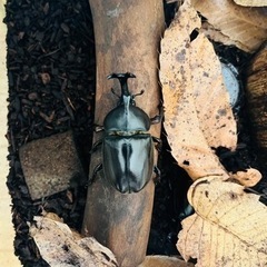 カブトムシ(ペア)