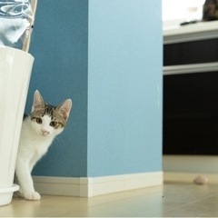 甘えん坊で天真爛漫な女の子 - 福生市