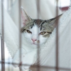 甘えん坊で天真爛漫な女の子 - 猫