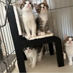 甘えん坊で天真爛漫な女の子 - 里親募集