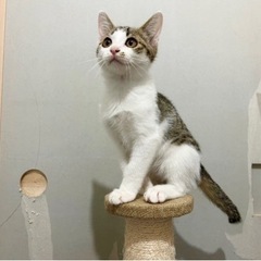 甘えん坊で天真爛漫な女の子 − 東京都