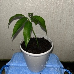 マンゴー苗🥭　約12㌢