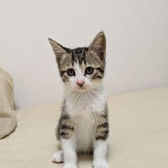 ①約3ヶ月　子猫　里親さん決定😽