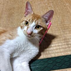 急募!人馴れが凄いオスの保護猫ちゃん