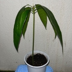 マンゴー苗🥭　約25㌢