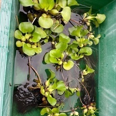 メダカの水草、ホテイアオイ差し上げます。