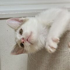 ③約3ヶ月　⭐️里親さん決定しました⭐️　耳の大きな甘えん坊 - 合志市
