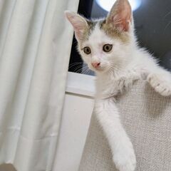 ③約3ヶ月　⭐️里親さん決定しました⭐️　耳の大きな甘えん坊 - 猫