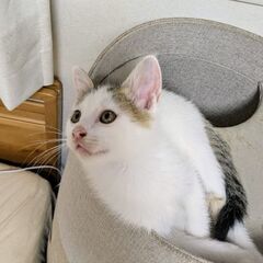 ③約3ヶ月　⭐️里親さん決定しました⭐️　耳の大きな甘えん坊 − 熊本県