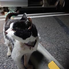 迷い猫見つけました。千葉市緑区おゆみ野