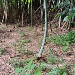 神奈川県綾瀬市にある竹林を開墾して畑を作りたいの画像