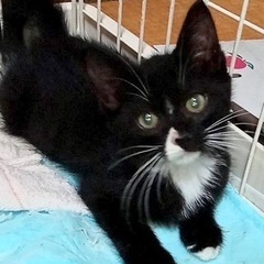 生後3ヶ月の兄弟猫3匹お譲りします。（兄弟揃って引き取っていただ...