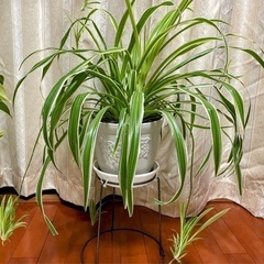 ★観葉植物★オリズルラン★の画像