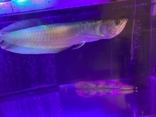 アロワナ　大型魚　古代魚