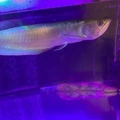 楽天市場】古代魚 生体の通販