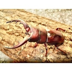 オキナワノコギリクワガタ♂迫力がある大歯型５.５〜６cmサイズ⭐️残り１匹です🙇‍♂️の画像