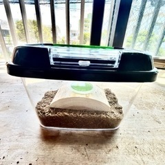 オキナワノコギリクワガタ♂迫力がある大歯型５.５〜６cmサイズ⭐️残り１匹です🙇‍♂️の画像