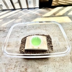 オキナワノコギリクワガタ♂迫力がある大歯型５.５〜６cmサイズ⭐️残り１匹です🙇‍♂️の画像