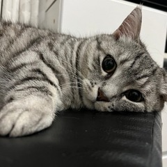 短足マンチカン　7月末まで募集