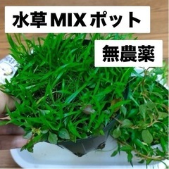水草MIXポット2個セット④