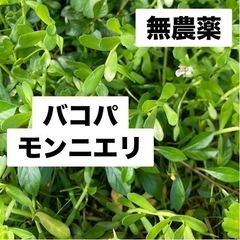 バコパモンニエリ50本④