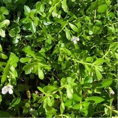 バコパモンニエリ50本④の画像