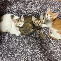 子猫の里親募集します - 仙台市