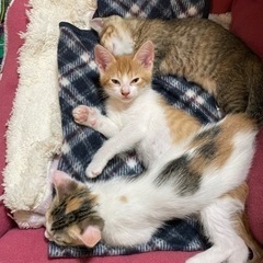 子猫の里親募集します - 猫